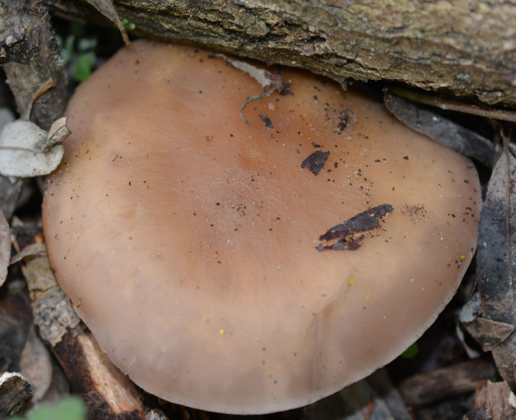 Ecco i funghi..escursione 18/04/2018